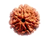 Rudraksha
